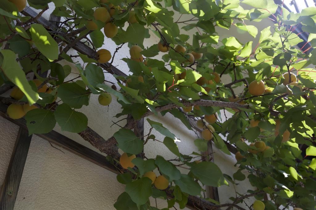 Gaestehaeuser Anni Ehrndorfer Ried im Innkreis Dış mekan fotoğraf